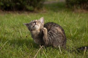 cat-scratching-fleas