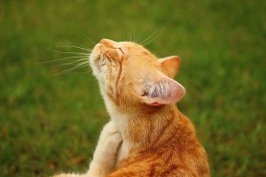 flea control in surrey