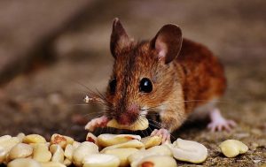 exterminator for mice