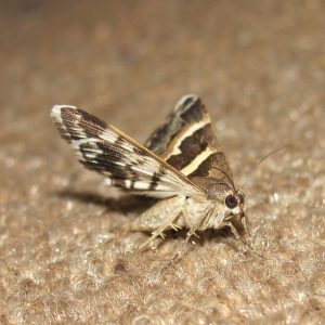 expert moth control