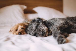pets safe