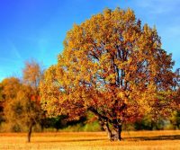 pest behaviour in autumn