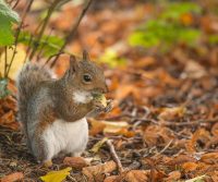squirrel collecting