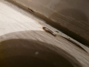 get rid of silverfish