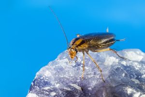 cockroaches pose a threat