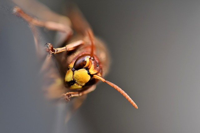 aggressive wasp