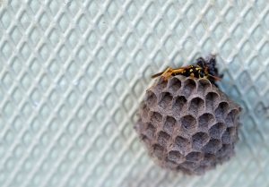 remove a wasps nest