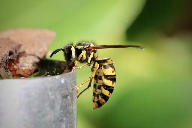wasp drinking