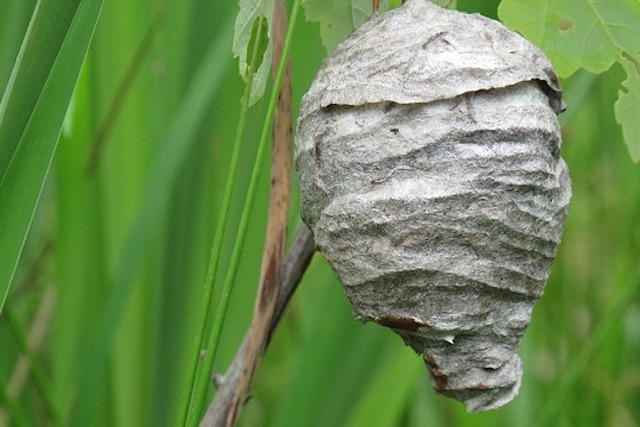 wasp nest in surrey garden