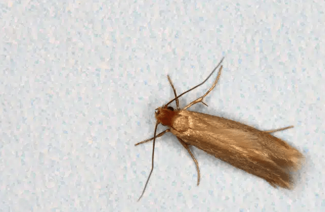 clothes moth