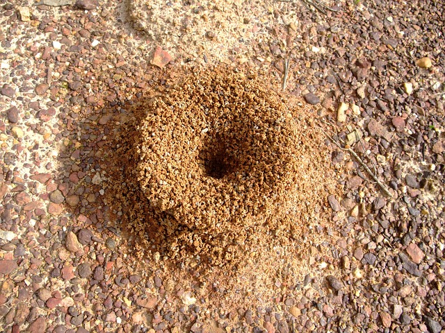 ants nest