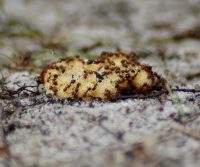 ants on kitchen food