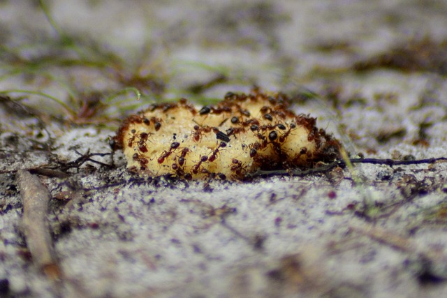 ants on kitchen food