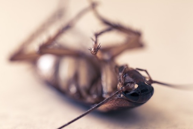 dead cockroach