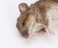 dead mouse