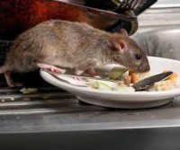 professional rat control