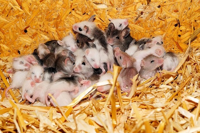 baby mice