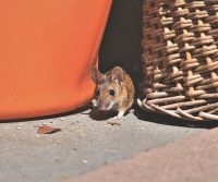 mouse in surrey home