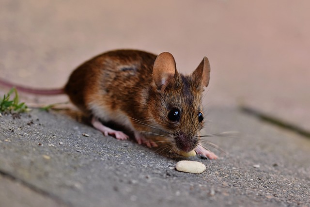 mouse with food