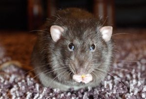 8 Weird And Unusual Things That Rats Eat - Pest Exterminators Surrey