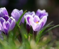 spring crocuses