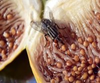 fly infestation in kitchen