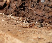 signs of carpenter ants