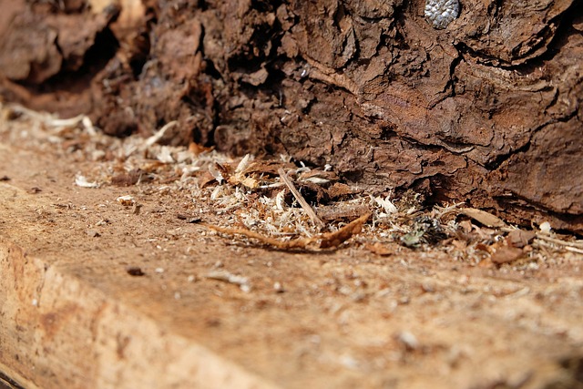 signs of carpenter ants