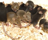 Mice in surrey home