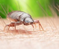 bed-bug-in-hertfordshire-home