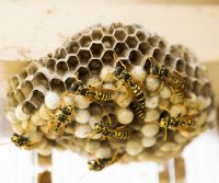 swarm of wasps in surrey