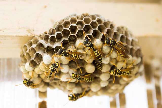 swarm of wasps in surrey